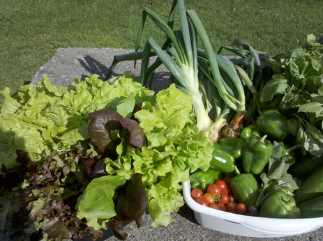 Children's garden harvest!